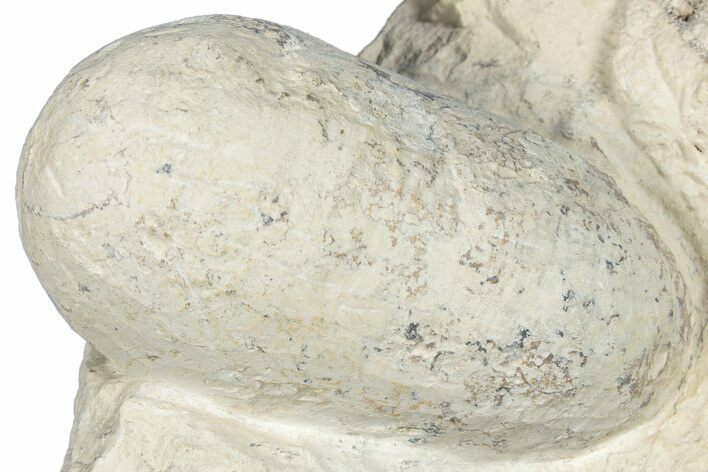 Eocene Fossil Crocodile Egg - Bouxwiller, France #293162
